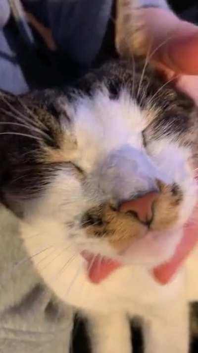 Miso loving her evening head massage