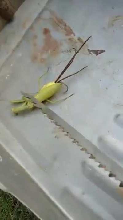 Thanks, I hate whatever this is