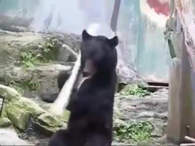 King fu master Bear fist will eff anyone up