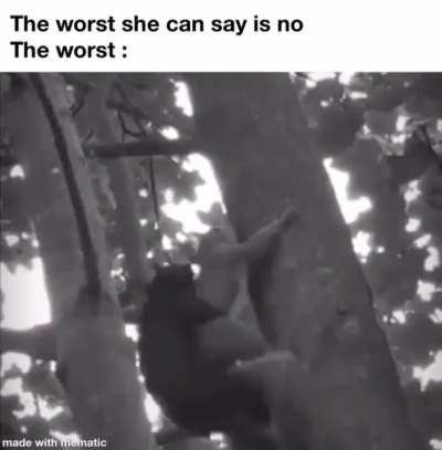 Squirrels from Thailand