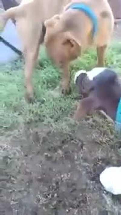 Alguien quiere un poco de leche
