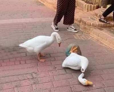 RIP THE GOOSE (KINDA FUNNY NGL)