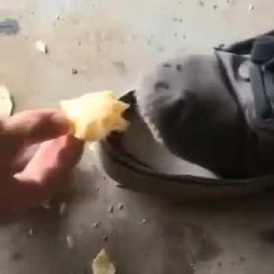 Chip Eating Shoe