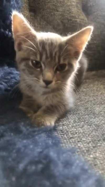 Captain Jackie Sparrow letting out a ferocious roar