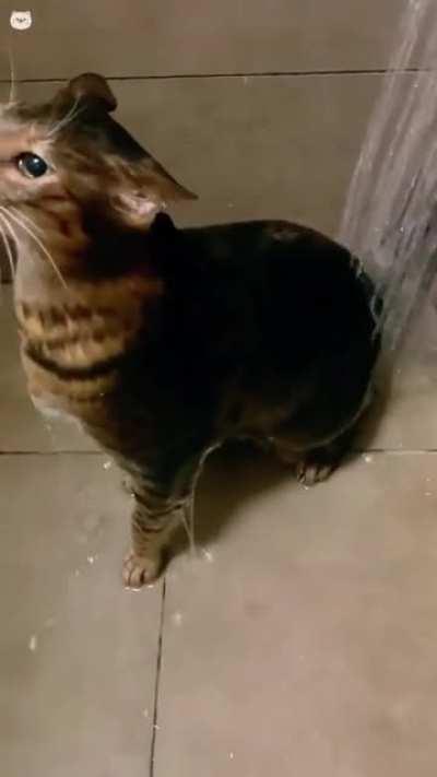 broken catto detected. Need repair.