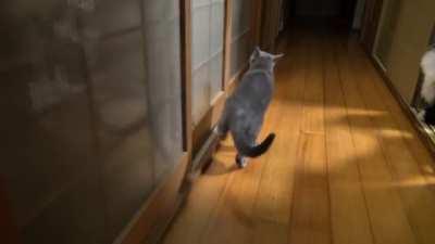 cute Cat knocks on door with her feet :D