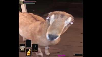 blursed_animal_boss_fight