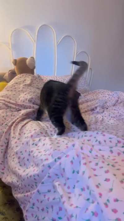 the exterminator said this is the worst case of bed greebles he’s ever seen. thank goodness i hired a professional