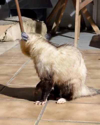 âRareâ footage of this beautiful creature cleaning itself