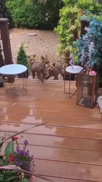 Woman has been feeding the same family of foxes every morning for over 25 years now.