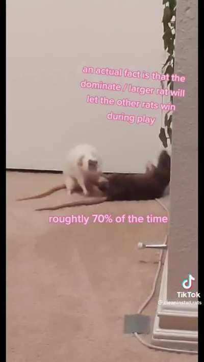 Rat Facts