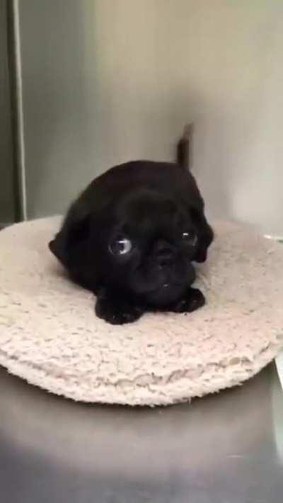 Немного милоты