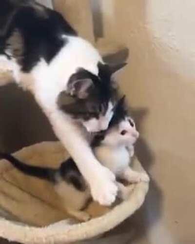 mom protecting a little criminal