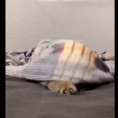 Watch out! It’s a Cutie attack!