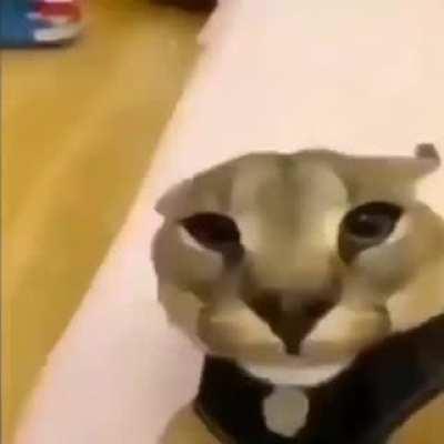 Guys, this is a life or death situation, does anyone have the floppa milk video? Pls I need it desperately. Hope that you can help me please, have a nice day