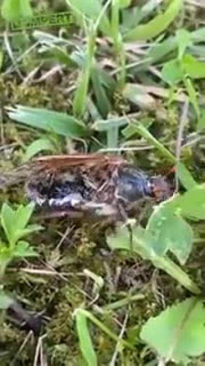 Hans.. GET ZE FLAMMENWERFER