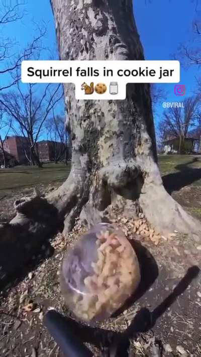 Calm down shiddy squirrel