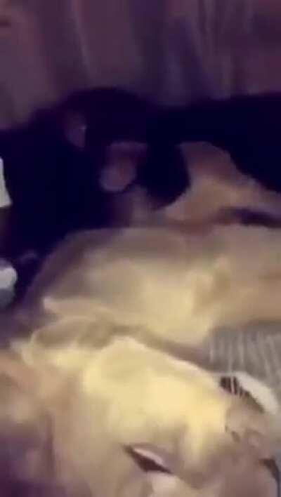 Tryna sleep smh 🤦‍♂