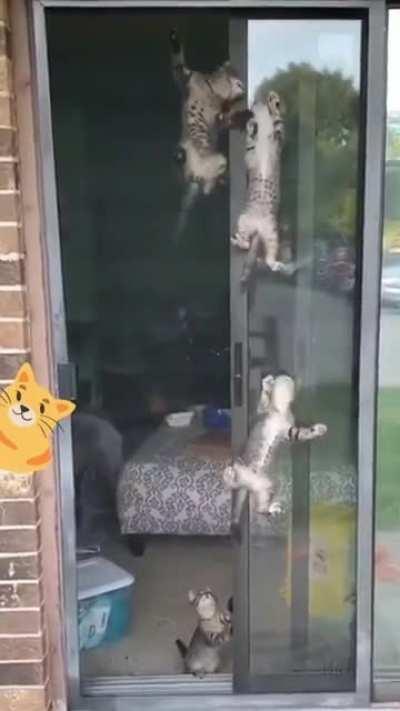 ...Just a day in the life of owning Cats.