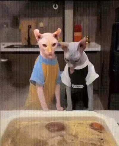 practice for chef students haha