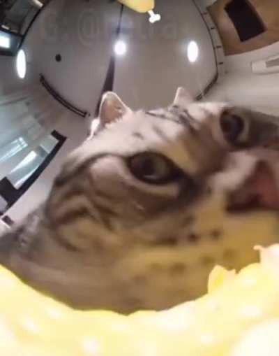 My cat every morning