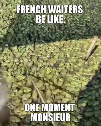 Une grenouille vivante, s'il vous pla&icirc;t.