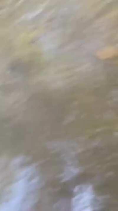 WTF - only in Australia