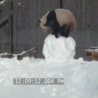 “Probably just a drunk guy in a bear suit”