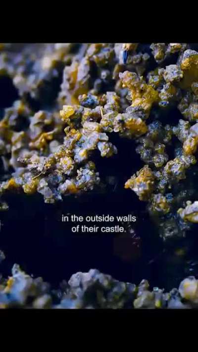The termite queen lays eggs 24/7 for 25 years. That's some incredible feat. It's tough to imagine being built to do that for so long.
