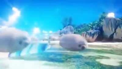 A pOoR DIsMeMbEreD sEAl GoT WaShEd AshorE aNd gOt DrAgEd ArOunD ThE WoRld tO RiDE a CaR InTo SpAcE JuSt to StOp A CoMET FrOm mAkiNG wIsheS ComE tRuE!