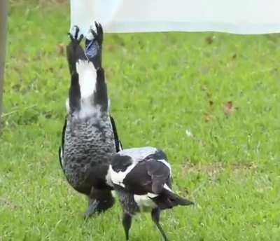 Oi Davo, quit bein a dickhead