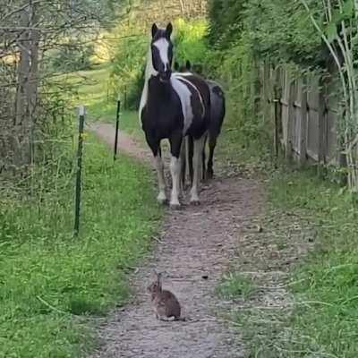 Domino, Pie, & Bunny (CENSORED)