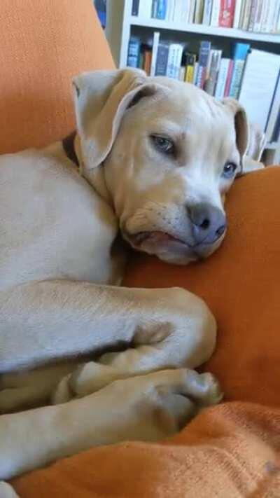 Wish I could fix a bad mood on a human this easily.