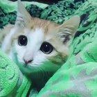 The way the ears tuck back