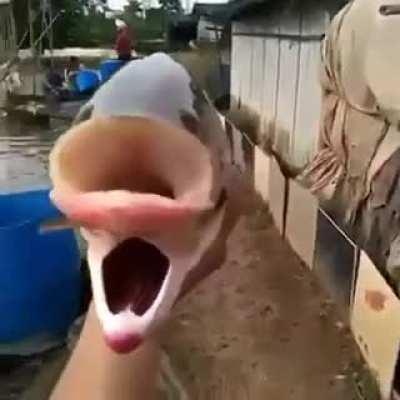 Fish with two mouths and four eyes