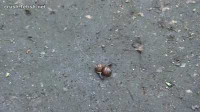 Crushing Snail Walkover - Bug Crushed