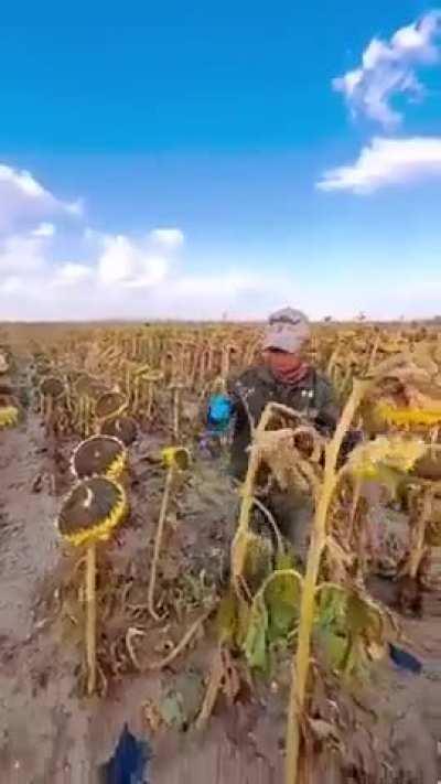 Expert sunflower harvester. 🌻🌾