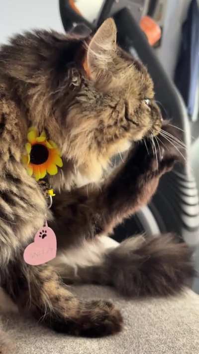 Sneezy demonstrating good hygiene ♥️