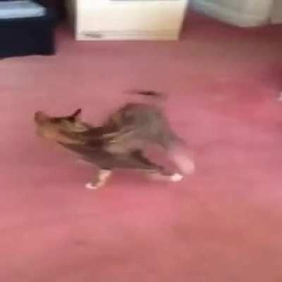 Wet cat is startled to see its own tail