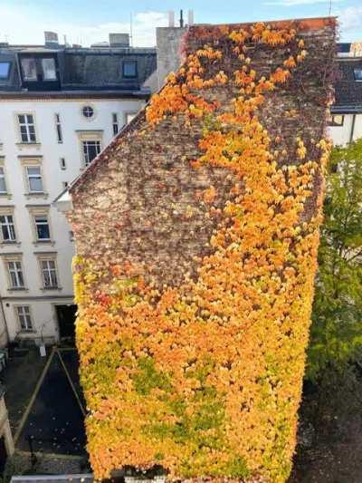 Took a picture everyday for a month 🍂 thought maybe you folks would appreciate it.