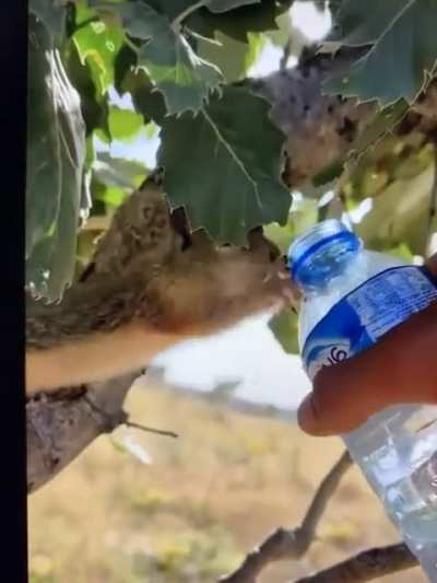 This little guy needed this so bad.