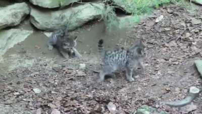 The European wildcat is native to broad-leaved and mixed forests in continental Europe, Scotland, Turkey and the Caucasus. Adult females give birth to three to six kittens per year. This wildcat family lives in the Bayerische Wald.
