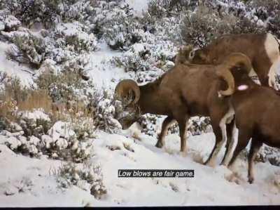 Was watching a nature doco and apparently this is fair play! Even banned in the UFC