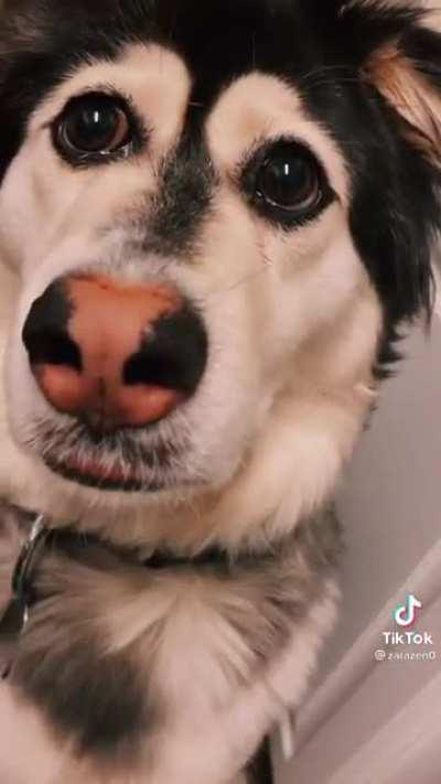 Шикарный коженный нос!