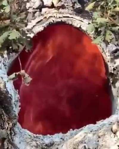 Fire burning inside of a tree due to the lightning.