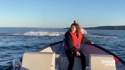 Seeing a whale for the first time