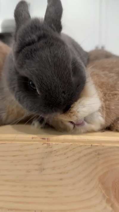 Dumpling just wants to groom everyone