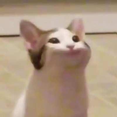 I mapped out every beat to the fast food song, have pop-cat :D