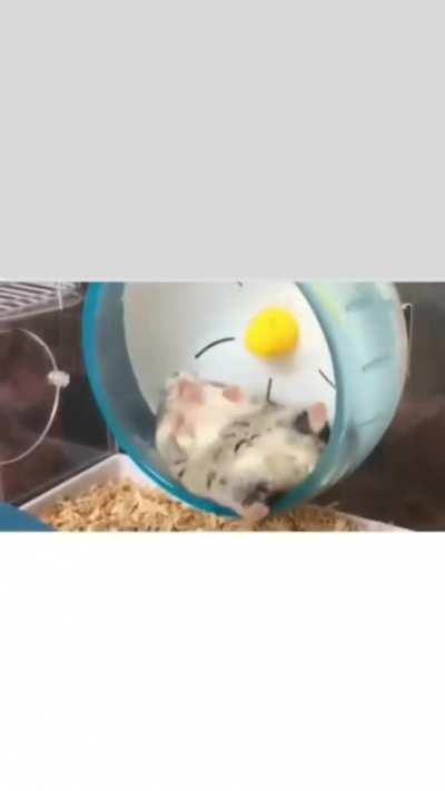 Slightly obese hamster but he has a certain style