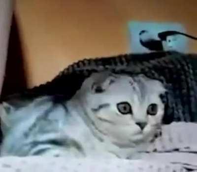 The horrors that cat have seen.